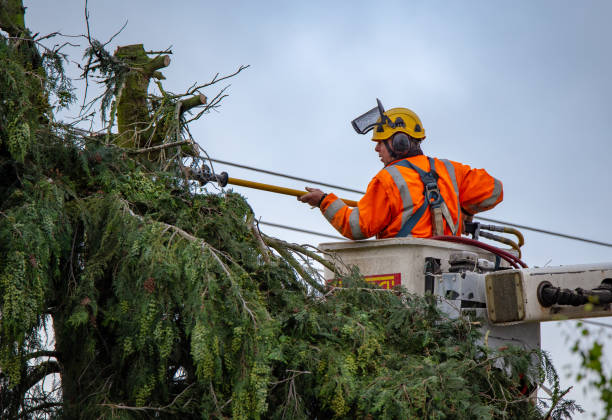 Seasonal Cleanup in Hawthorne, NV